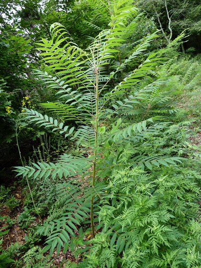 {Rhus typhina}